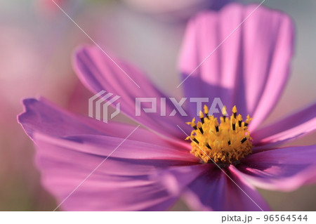 満開のコスモス畑で咲くピンク色のコスモス 96564544