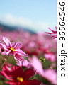 満開のコスモス畑で咲くピンク色のコスモス 96564546