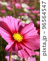 満開のコスモス畑で咲くピンク色のコスモス 96564547