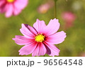 満開のコスモス畑で咲くピンク色のコスモス 96564548