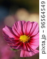 満開のコスモス畑で咲くピンク色のコスモス 96564549