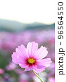 満開のコスモス畑で咲くピンク色のコスモス 96564550