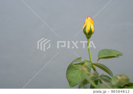 A beautiful yellow rosebud on the gray background 96564612