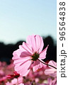 日を浴びて透けるコスモスの花びら 96564838