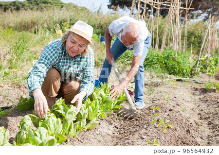 Elderly couple working in the garden at the farm 96564932