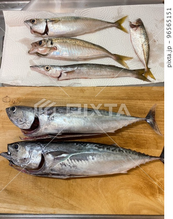 釣果 96565151
