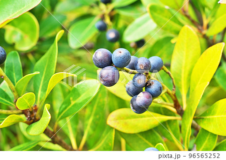 シャリンバイの丸い実（秋、十月） 96565252