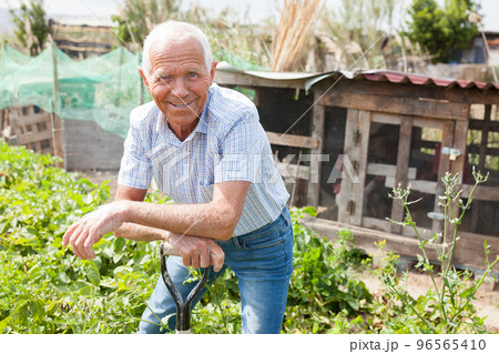 Mature man digs up potatoes. Family works in the garden. 96565410