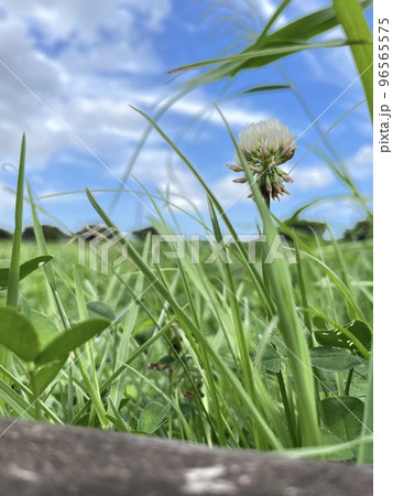空とクローバー 96565575