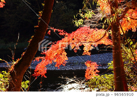 多摩川の清流と赤く色づいた楓（2） 96565910