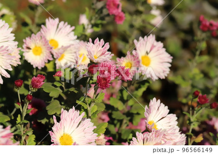 日本の秋の公園に咲く薄桃色のスプレーギクの花 96566149
