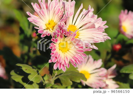 日本の秋の公園に咲く薄桃色のスプレーギクの花 96566150