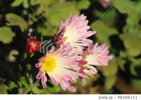 日本の秋の公園に咲く薄桃色のスプレーギクの花 96566151