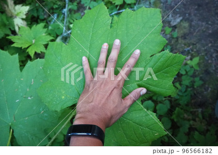 ワシントン州の巨大な葉っぱ ワシントン州の巨大な葉っぱ 96566182