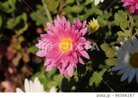 日本の秋の公園に咲くピンク色のスプレーギクの花 96566267