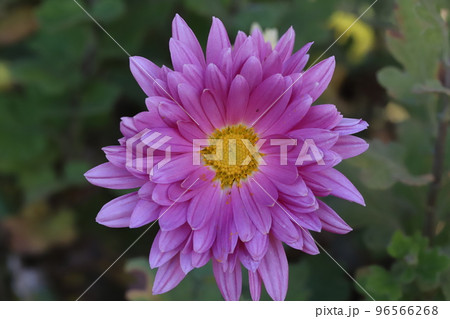 日本の秋の公園に咲くピンク色のスプレーギクの花 96566268