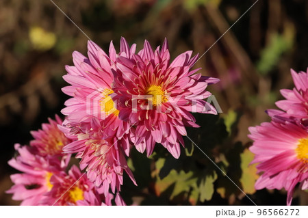 日本の秋の公園に咲くピンク色のスプレーギクの花 96566272