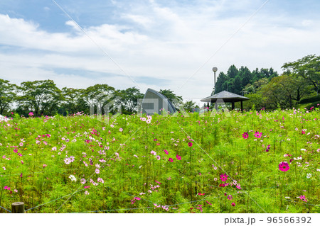 コスモス園　快晴　東屋　景色 96566392