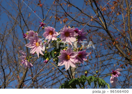 日本の秋の公園に咲くピンク色の皇帝ダリアの花 96566400