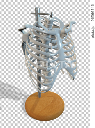 肋骨標本 肋骨標本 96566546