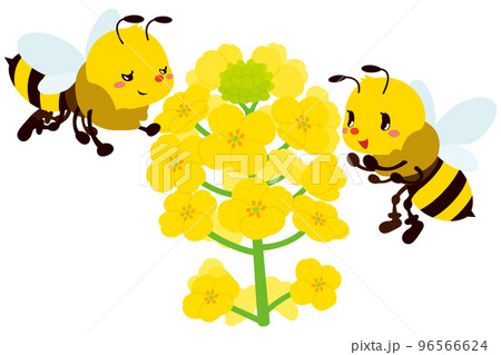 菜の花と匂いに誘われてやって来た可愛いみつばち 96566624