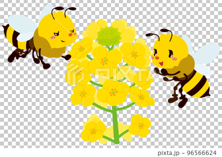 菜の花と匂いに誘われてやって来た可愛いみつばち 96566624