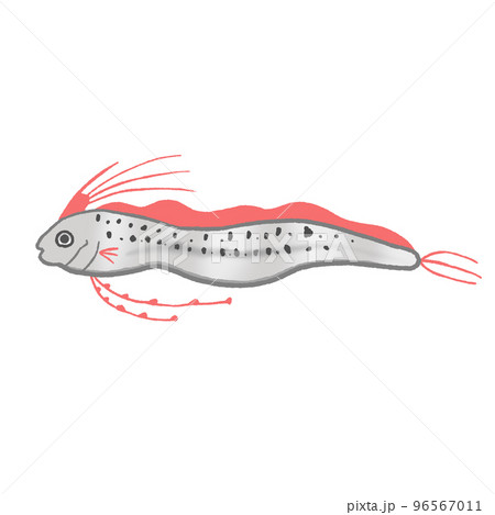 リュウグウノツカイ リュウグウノツカイ 96567011
