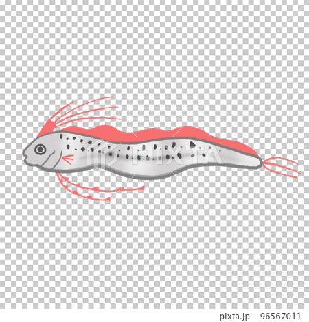 リュウグウノツカイ リュウグウノツカイ 96567011