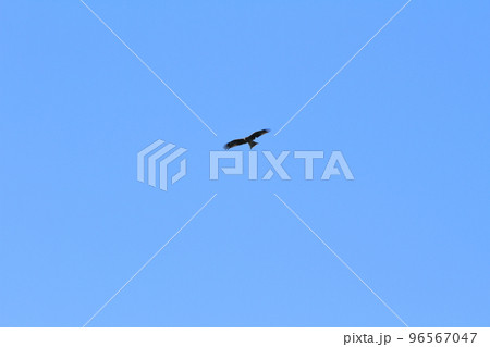 快晴の真っ青な空を翼を広げて飛ぶトンビの姿 96567047