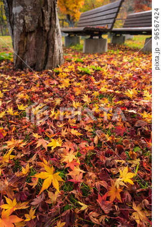 紅葉の絨毯 秋の風景 道志村 紅葉の絨毯 秋の風景 道志村 96567424