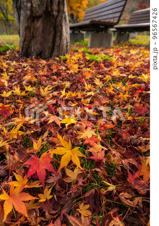 紅葉の絨毯 秋の風景 道志村 紅葉の絨毯 秋の風景 道志村 96567426