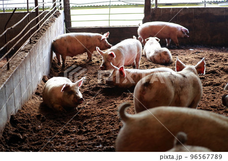 豚舎 養豚 豚舎 養豚 96567789