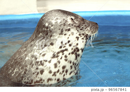 水面から顔を出したゴマフアザラシ　横顔 96567841