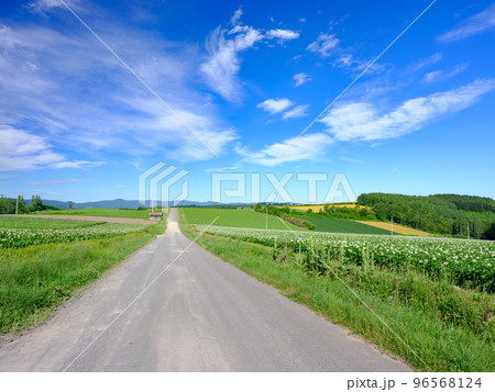 北海道美瑛_ジャガイモの花の絶景 北海道美瑛_ジャガイモの花の絶景 96568124