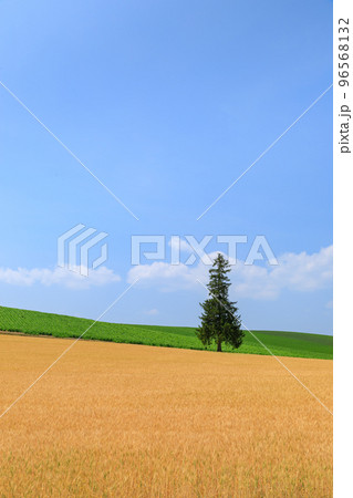 北海道_初夏のクリスマスツリーの木 北海道_初夏のクリスマスツリーの木 96568132