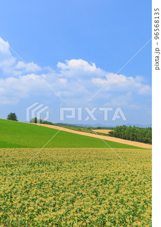 北海道美瑛_トウモロコシ畑の風景 北海道美瑛_トウモロコシ畑の風景 96568135