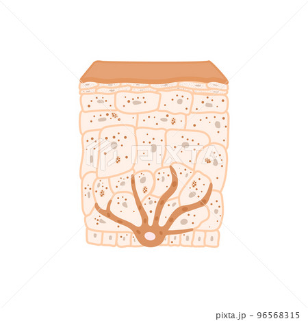 Olive skin tone pigmentation mechanism medical diagram Olive skin tone pigmentation mechanism medical diagram 96568315