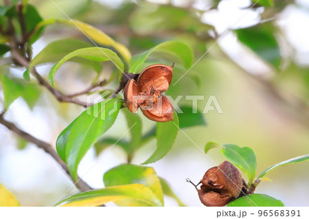 サザンカの割れた実と種(タネ) サザンカの割れた実と種(タネ) 96568391