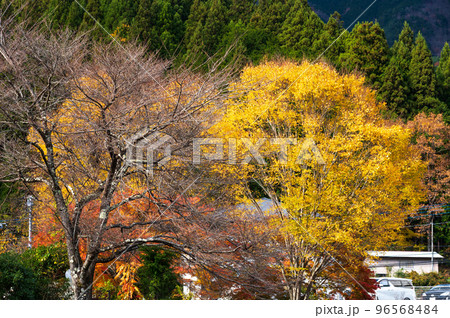 道志の黄葉 秋の道志村 道志の黄葉 秋の道志村 96568484