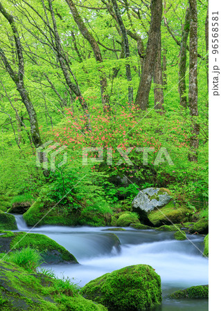 青森_新緑の奥入瀬渓流の絶景 青森_新緑の奥入瀬渓流の絶景 96568581