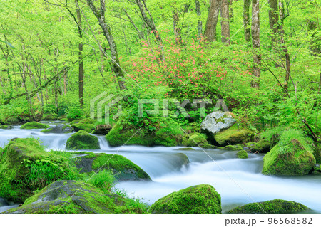 青森_新緑の奥入瀬渓流の絶景 青森_新緑の奥入瀬渓流の絶景 96568582