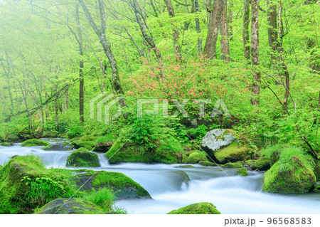 青森_新緑の奥入瀬渓流の絶景 青森_新緑の奥入瀬渓流の絶景 96568583