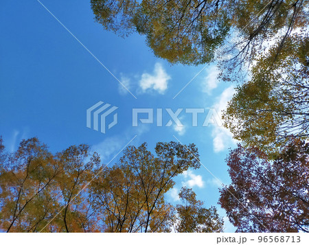 快晴の空と紅葉 快晴の空と紅葉 96568713
