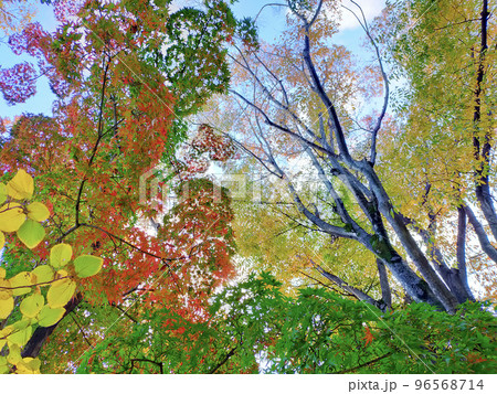 快晴の空と紅葉 快晴の空と紅葉 96568714