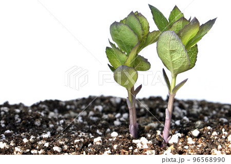 桔梗の芽吹き　気候変動　( fix撮影 ) 96568990