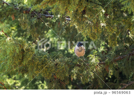 black headed jay or lanceolated jay or Garrulus lanceolatus closeup of bird in natural green background at dhikala jim corbett national park forest uttarakhand india asia black headed jay or lanceolated jay or Garrulus lanceolatus closeup of bird in natural green background at dhikala jim corbett national park forest uttarakhand india asia 96569063
