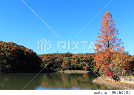 秋の湖（埼玉県吉見町） 96569509