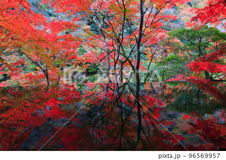 【京都府】嵐山祐斎亭の水鏡と紅葉 96569957