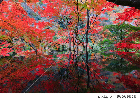 【京都府】嵐山祐斎亭の水鏡と紅葉 96569959