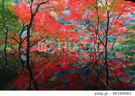 【京都府】嵐山祐斎亭の水鏡と紅葉 【京都府】嵐山祐斎亭の水鏡と紅葉 96569962